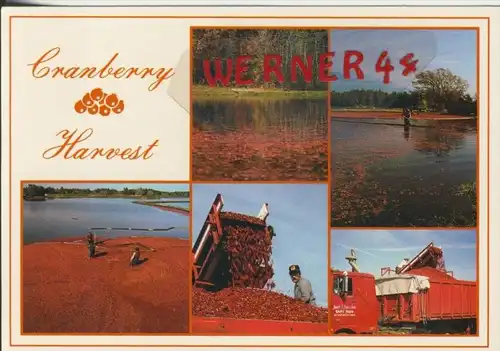 Cape Cod v. 1972  Cranberry Harvest  --  siehe Foto !!  (30546)