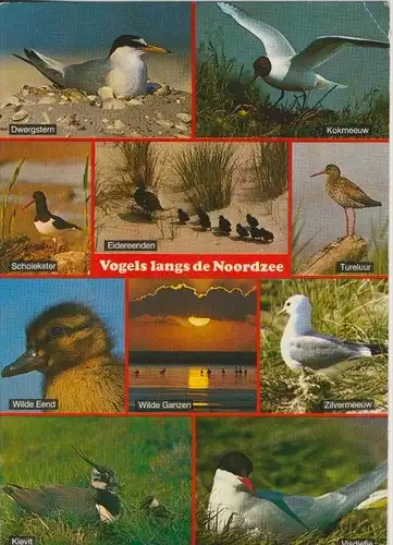 Vögel lang der Nordsee v. 1987    (41165)