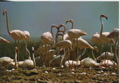 Flamants Roses v. 1980    (41165,1)