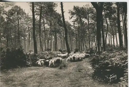 La Foret Landaise v. 1976  Troupeau de moutons  (44463)
