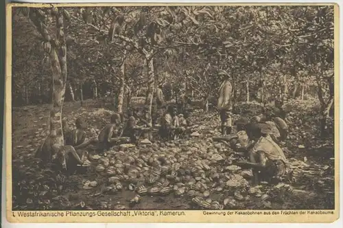 Kamerun v.1914Westafrikanische Pflanzungs-Gesellschaft, Gewinnung der Kakaobohnen aus den Früchten der Kakaobäume (670)
