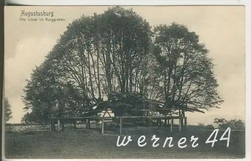 Augustusburg v.1908 Alte Linde im Burggraben  (6838)