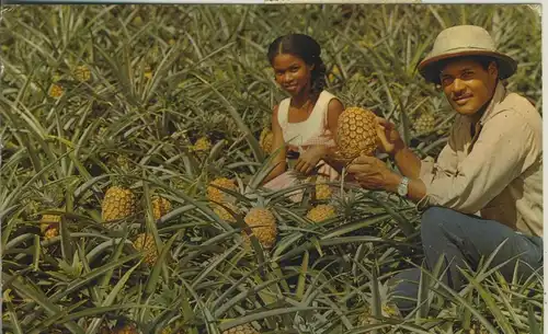 Martinique v. 1974  Ananas-Anbau  (53769)