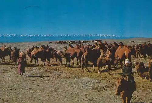South Gobi / Mongolie v. 1974  "A camel boy"  (55489)