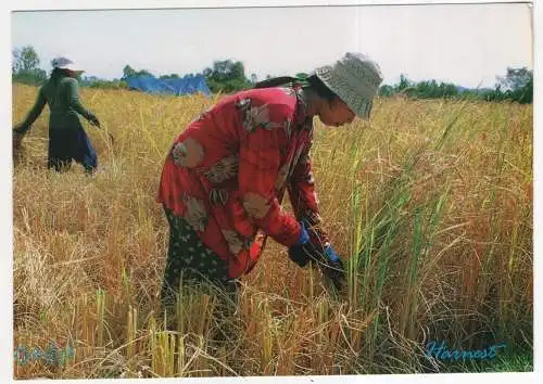 [Ansichtskarte] CAMBODIA - Harvest. 