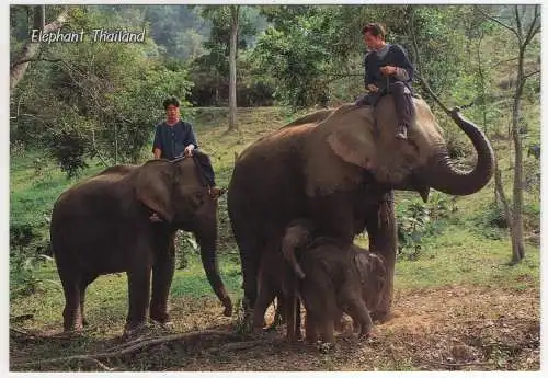 [Ansichtskarte] THAILAND - elephant. 