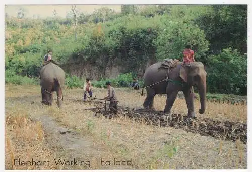 [Ansichtskarte] THAILAND - Elephant Working. 