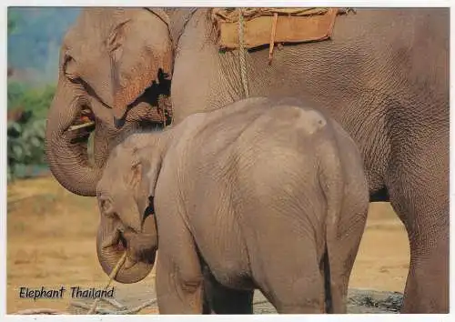 [Ansichtskarte] THAILAND - Elephant. 