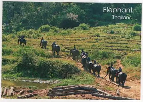 [Ansichtskarte] THAILAND - Elephant. 