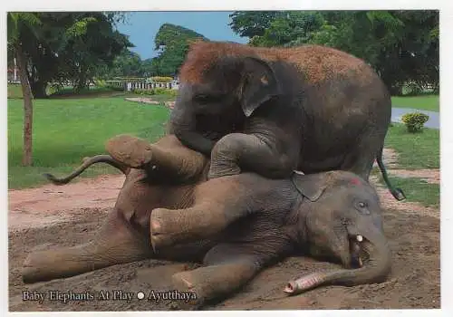 [Ansichtskarte] THAILAND - Baby Elephants at play. 