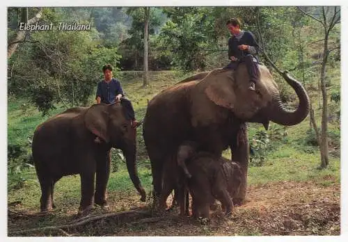 [Ansichtskarte] THAILAND - Elephant. 