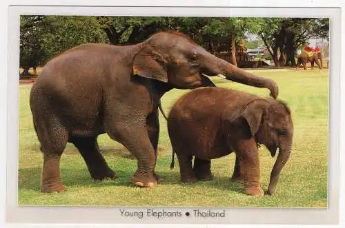 [Ansichtskarte] THAILAND - young elephants. 