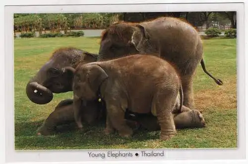 [Ansichtskarte] THAILAND - Young Elephants. 