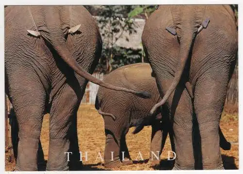 [Ansichtskarte] THAILAND - Elephants Back. 