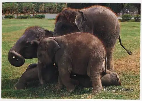 [Ansichtskarte] THAILAND - Elephant. 