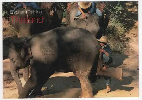 [Ansichtskarte] THAILAND - Elephant Training. 