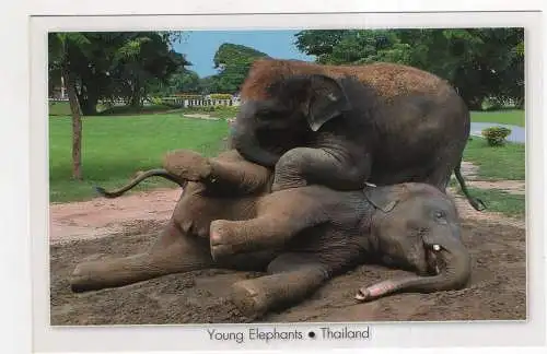 [Ansichtskarte] THAILAND - Ayutthaya - Young Elephants. 