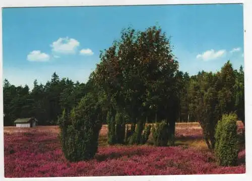 [Ansichtskarte] GERMANY - Lüneburger Heide. 