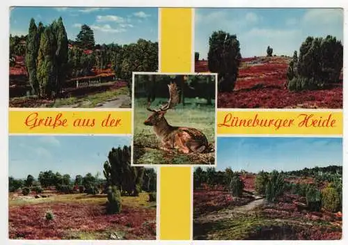 [Ansichtskarte] GERMANY - Lüneburger Heide. 