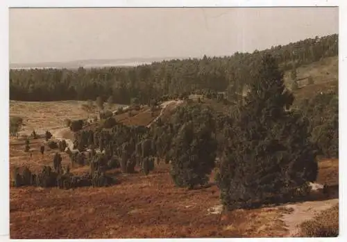 [Ansichtskarte] GERMANY - Lüneburger Heide (?). 