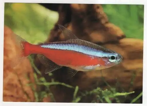 [Ansichtskarte] FISCH / FISH  - Aquarienfische - Roter Neonsalmler. 