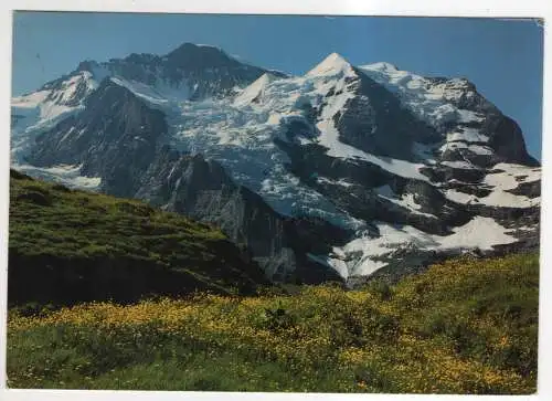 [Ansichtskarte] SWITZERLAND - Jungfrau - Sommerflora auf Wengernalp. 