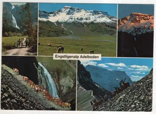 [Ansichtskarte] SWITZERLAND - Engstligenalp Adelboden. 