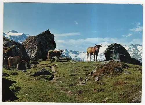 [Ansichtskarte] SWITZERLAND - Sils im Oberengadin - Weg z. Lej da Sgrischus. 