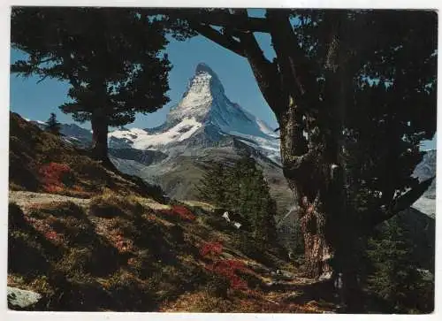 [Ansichtskarte] SWITZERLAND - Zermatt - Alte Bergarven auf Riffelalp - Matterhorn. 