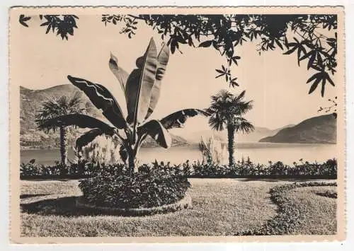 [Ansichtskarte] SWITZERLAND - Brissago / Lago Maggiore - Tropische Vegetation mit Ausblick gegen Italien. 