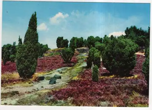 [Ansichtskarte] GERMANY - Lüneburger Heide (?). 