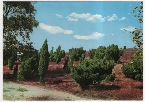 [Ansichtskarte] GERMANY - Lüneburger Heide. 