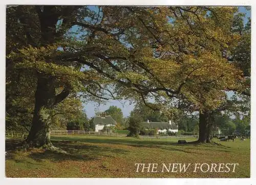 [Ansichtskarte] ENGLAND - The New Forest - Swan Green near Lyndhurst. 