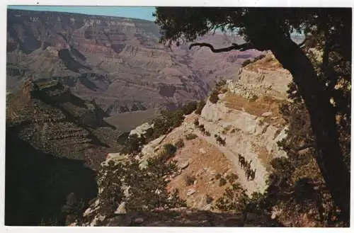 [Ansichtskarte] USA - Grand Canyon - Mule Train. 