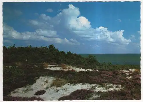 [Ansichtskarte] GERMANY - Heide und Wald an der Nordsee. 