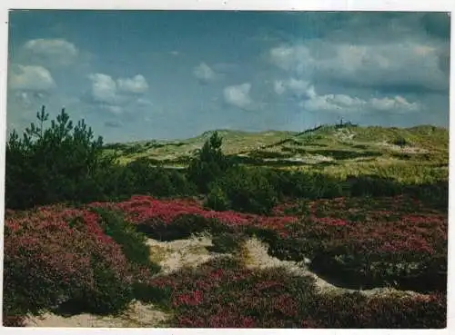 [Ansichtskarte] GERMANY - Dünenlandschaft mit Heide. 