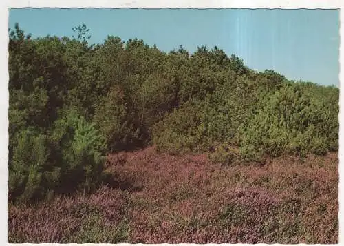 [Ansichtskarte] GERMANY - Typische Kiefer- und Heidelandschaft an der Nordseeküste. 