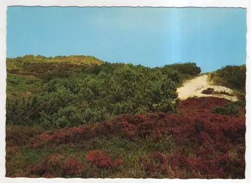 [Ansichtskarte] GERMANY - Heide und Krüppelkiefern in den Nordseedünen. 