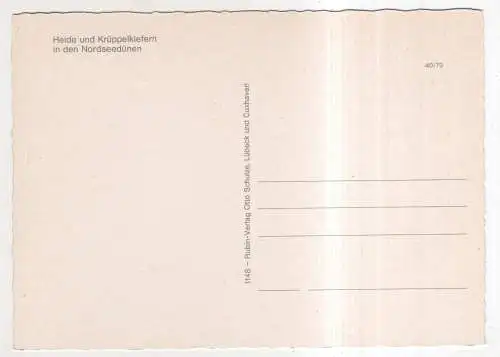 [Ansichtskarte] GERMANY - Heide und Krüppelkiefern in den Nordseedünen. 