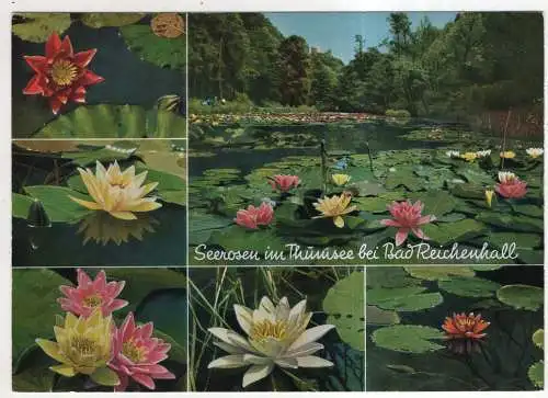 [Ansichtskarte] GERMANY - Seerosen im Thumsee bei Bad Reichenhall. 