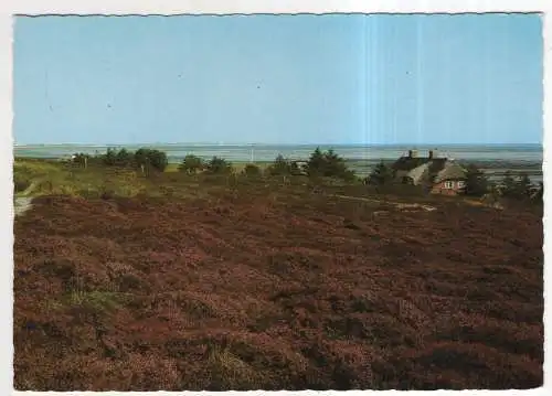 [Ansichtskarte] GERMANY - Insel Sylt - Kampen - Heide am Wattenmeer. 