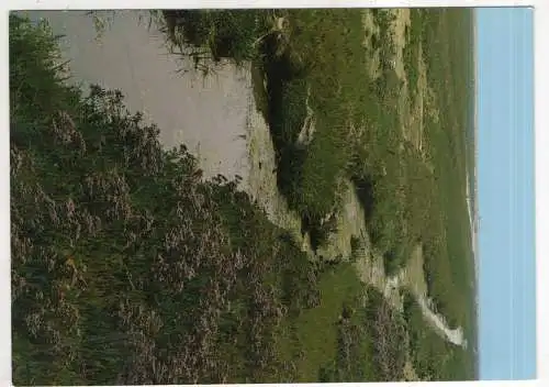 [Ansichtskarte] GERMANY - Strandflieder - Halligflieder Limonium vulgare. 