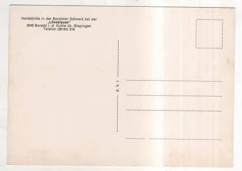 [Ansichtskarte] GERMANY - Borstel i. d. Kuhle üb. Bispingen - Heideblüte in der Borsteler Schweiz. 