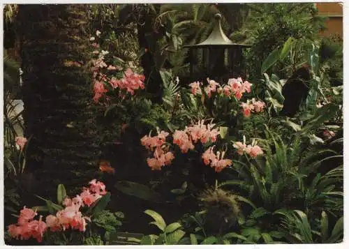 [Ansichtskarte] GERMANY - Insel Mainau im Bodensee - Orchideen Cattleyen im Palmengarten der Insel Mainau. 