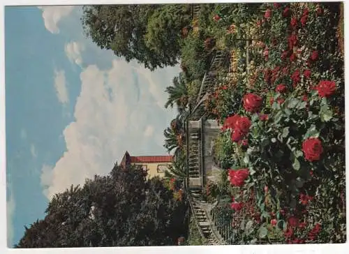 [Ansichtskarte] GERMANY - Insel Mainau im Bodensee - Rosengarten mit Blick zum Palmenhain. 