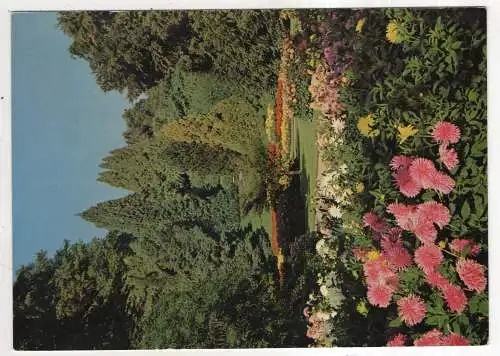 [Ansichtskarte] GERMANY - Insel Mainau im Bodensee - Dahlien und Koniferen. 