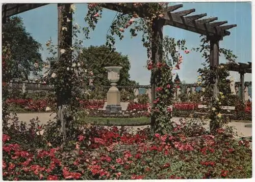 [Ansichtskarte] GERMANY - Insel Mainau im Bodensee - Rosengarten. 