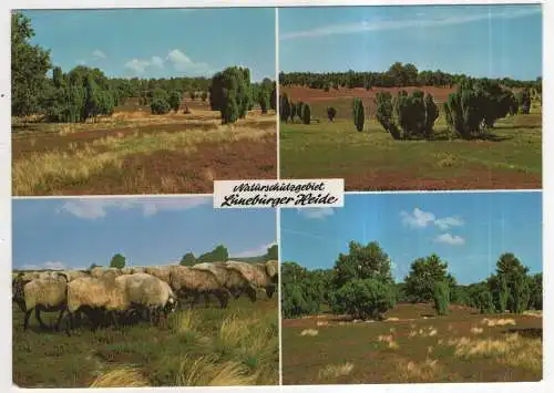 [Ansichtskarte] GERMANY - Naturschutzgebiet Lüneburger Heide. 