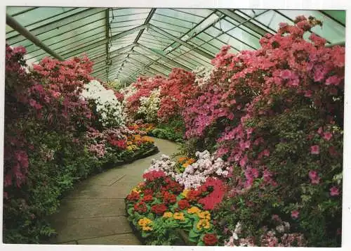 [Ansichtskarte] GERMANY - Stuttgart - Bad Cannstatt - Wilhelma - Azaleen und Pantoffelblumen. 