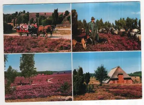 [Ansichtskarte] GERMANY - Lüneburger Heide. 